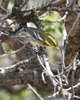 Townsends Warbler female